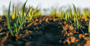 Segurança alimentar e sustentabilidade: O solo como ponto de partida para políticas mais eficazes