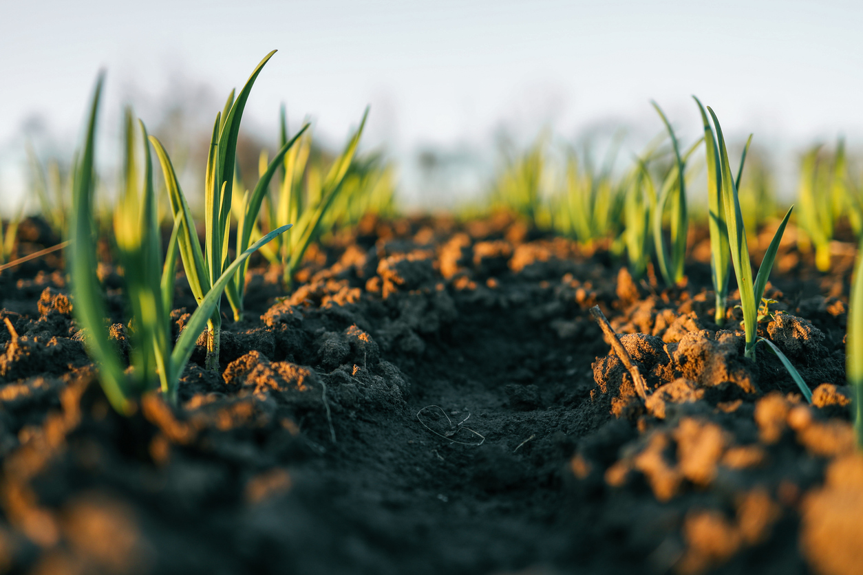 Parlamento Europeu aprova lei para monitorizar a saúde dos solos na UE