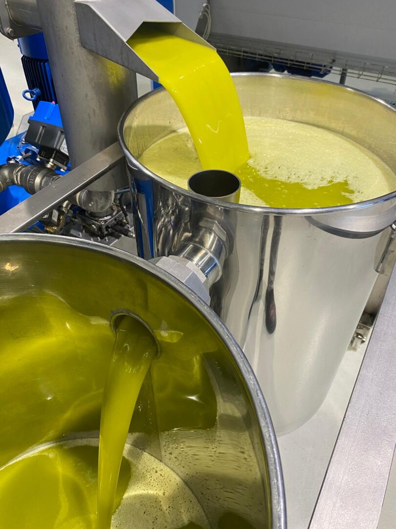 Olivum ajusta previsões e prevê queda de 20% na produção de azeitona