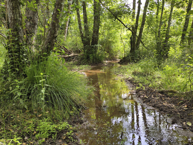 ADnet: uma ferramenta para a gestão da doença do amieiro em corredores ribeirinhos