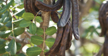 Cultura da alfarrobeira – Uma aposta na sustentabilidade agrícola do Alentejo