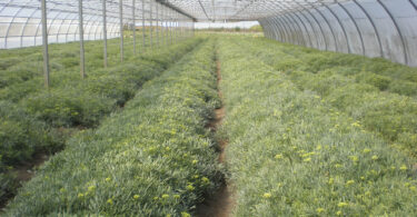 Extração de nutrientes por plantas halófitas: couve-marinha, funcho-marítimo e lírio-das-areias