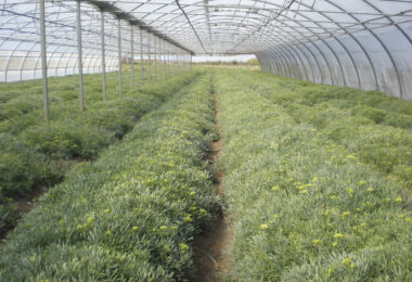 Extração de nutrientes por plantas halófitas: couve-marinha, funcho-marítimo e lírio-das-areias