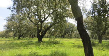 Fertilização do montado de sobro – Boas práticas para uma produção sustentável