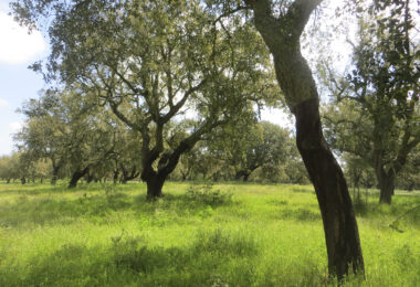 Fertilização do montado de sobro – Boas práticas para uma produção sustentável