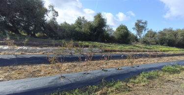 Monitorização das condições do solo em pomar de mirtilos sob diferentes tipos de cobertura