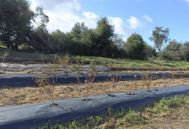 Monitorização das condições do solo em pomar de mirtilos sob diferentes tipos de cobertura