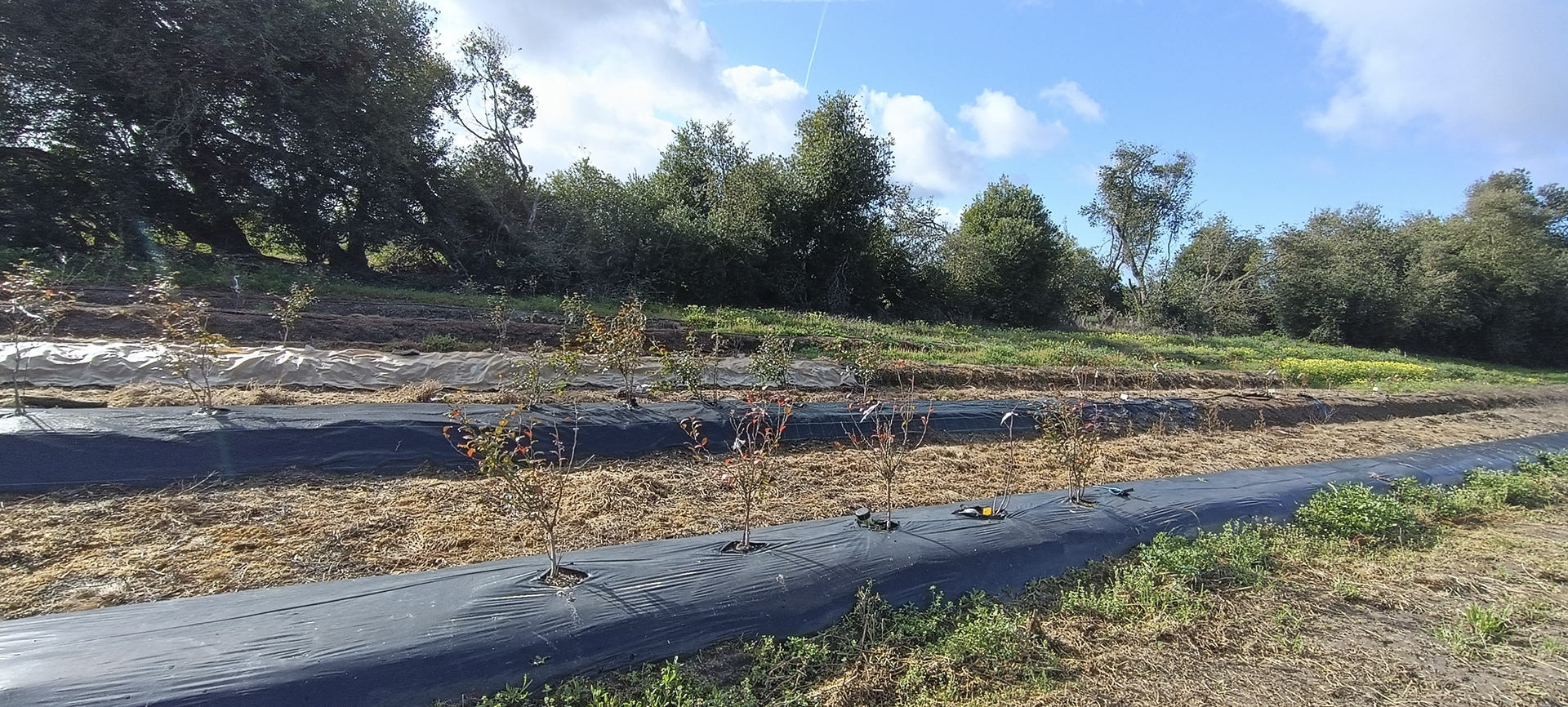 Monitorização das condições do solo em pomar de mirtilos sob diferentes tipos de cobertura