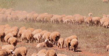 Eficiência alimentar em ovinos