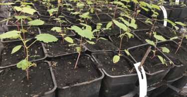 Que futuro para a videira portuguesa?