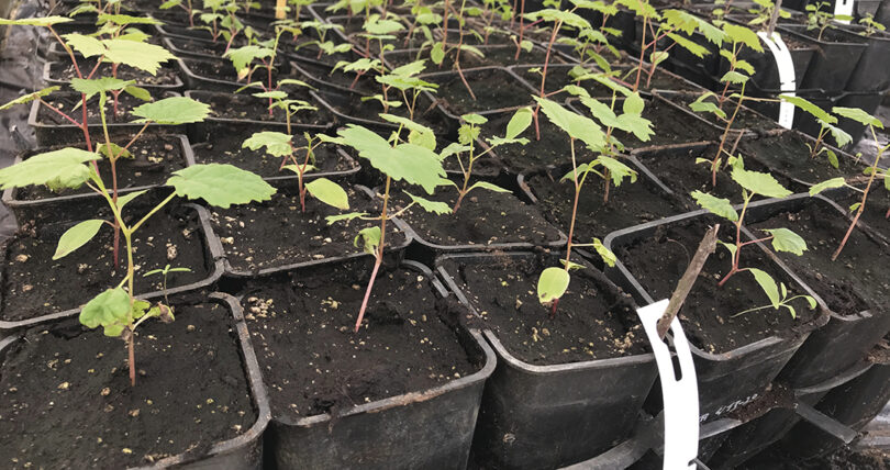 Que futuro para a videira portuguesa?