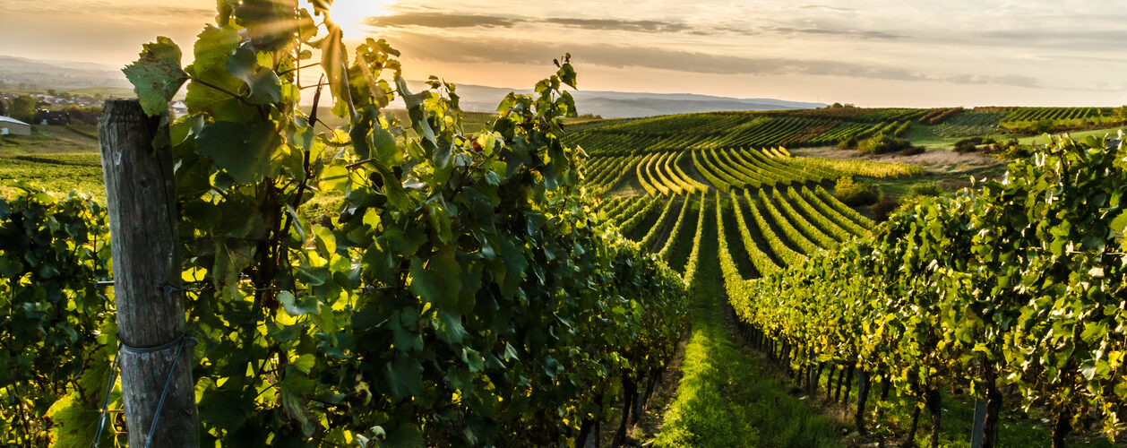 Propriedades de vinho e olivais atraem cada vez mais investidores de alto património