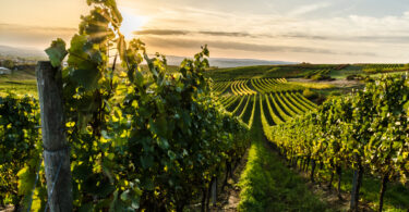 Propriedades de vinho e olivais atraem cada vez mais investidores de alto património