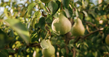 Fogo bacteriano: CONFAGRI apela a “apoios urgentes” para produtores