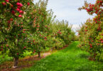 Agricultura orgânica e convencional têm impactos semelhantes nos pomares de maçã