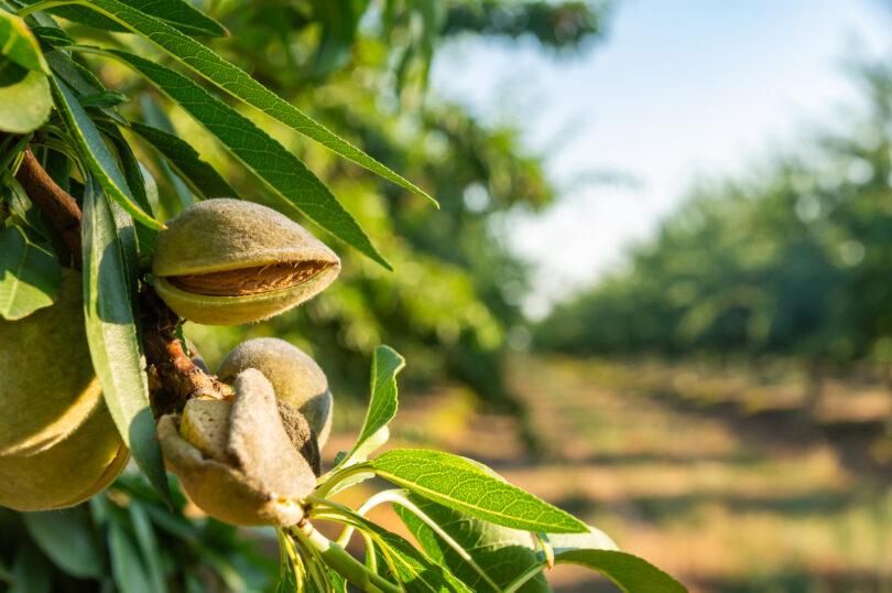 Veracruz renova certificações agrícolas internacionais