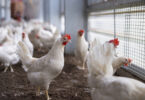 DGAV alerta para risco elevado de propagação da gripe aviária em Portugal