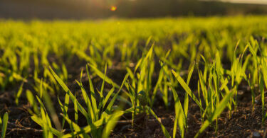 Estudo conclui que solos guardam 45% mais carbono do que o estimado e apela à proteção jurídica