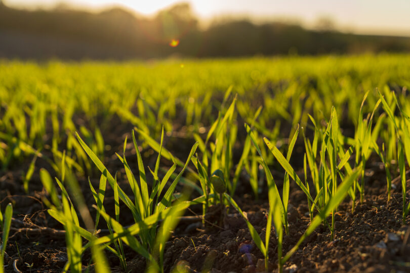 Estudo conclui que solos guardam 45% mais carbono do que o estimado e apela à proteção jurídica