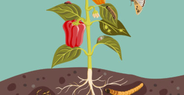 O novo ciclo sustentável do Clube de Produtores Continente