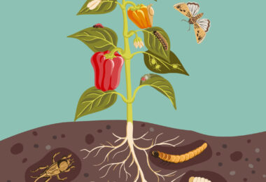 O novo ciclo sustentável do Clube de Produtores Continente