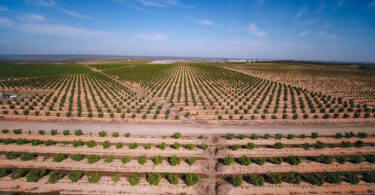 CCDR Algarve apresenta documentário sobre rega eficiente de citrinos e abacates