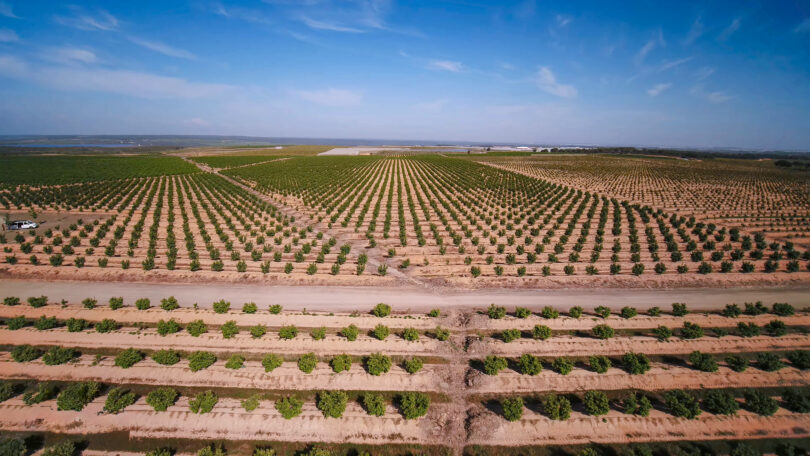 CCDR Algarve apresenta documentário sobre rega eficiente de citrinos e abacates