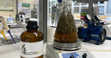 Investigadores do Porto criam biopesticida à base de eucalipto