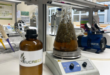 Investigadores do Porto criam biopesticida à base de eucalipto