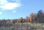 Incêndios causaram 83,1 milhões em prejuízos e destruíram 21 mil hectares de pinhal