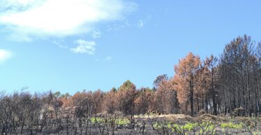 Incêndios causaram 83,1 milhões em prejuízos e destruíram 21 mil hectares de pinhal