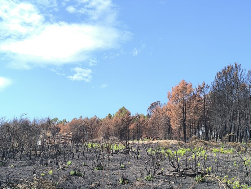 Incêndios causaram 83,1 milhões em prejuízos e destruíram 21 mil hectares de pinhal