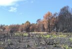Governo mobiliza dispositivo integrado para prevenir e combater incêndios rurais
