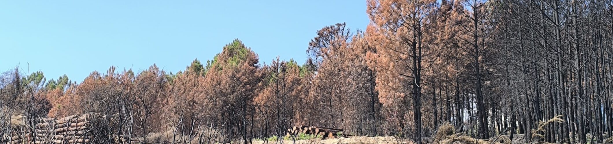 Governo mobiliza dispositivo integrado para prevenir e combater incêndios rurais