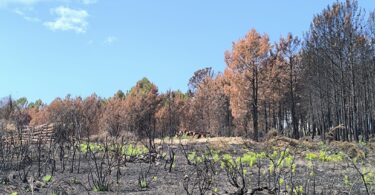 Governo mobiliza dispositivo integrado para prevenir e combater incêndios rurais