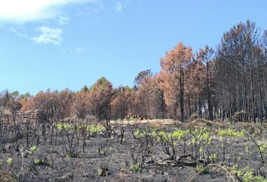 Governo mobiliza dispositivo integrado para prevenir e combater incêndios rurais