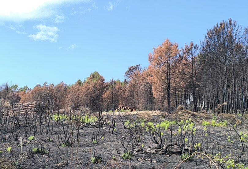 Governo mobiliza dispositivo integrado para prevenir e combater incêndios rurais