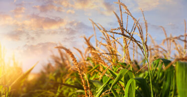 CropLife apoia modernização sem comprometer segurança alimentar e ambiental