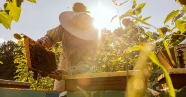 Castelo Branco recebe a III Convenção Apícola em janeiro