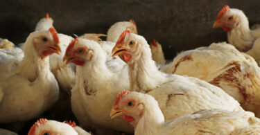 UE atualiza áreas de vigilância após 74 novos focos de gripe aviária