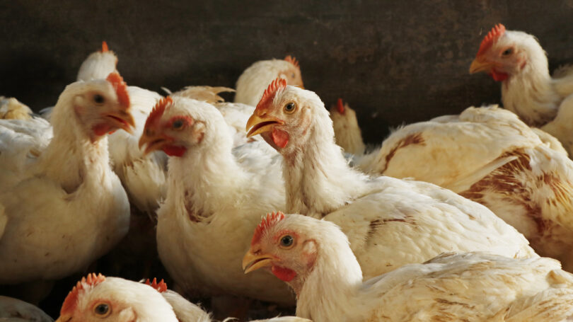 UE atualiza áreas de vigilância após 74 novos focos de gripe aviária