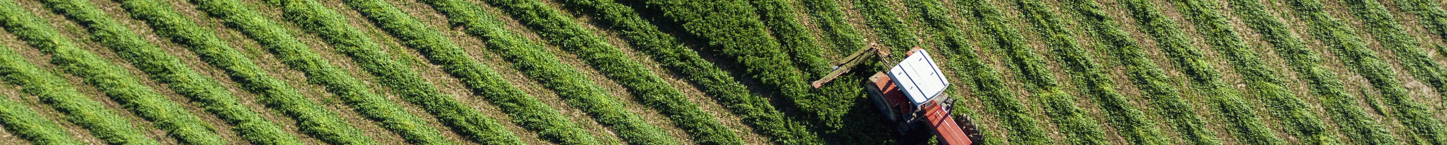 Mercados agrícolas da UE mantêm estabilidade, mas custos continuam a pressionar produtores