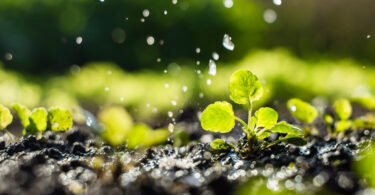 Conheça os 4 projetos apoiados pela Gulbenkian para proteger a água e o solo