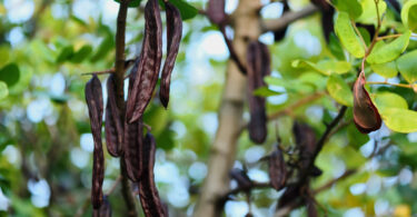 CCDR Algarve lança vídeo sobre o papel das alfarrobeiras e pitaias na resiliência hídrica do Algarve