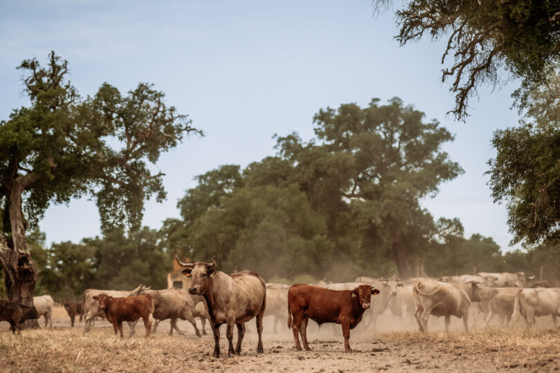 Companhia das Lezírias obtém certificação “Pecuária Baixo Carbono”