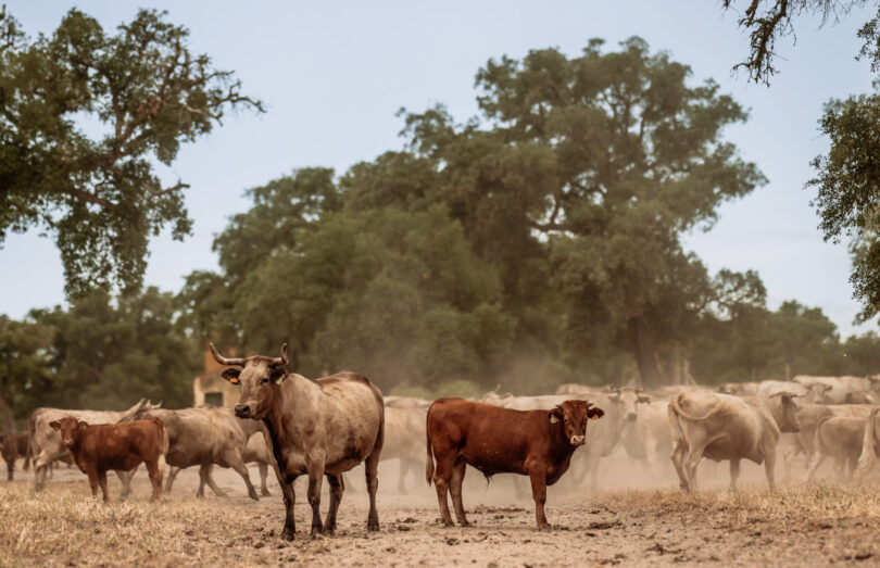 “O sector agropecuário português tenderá a evoluir para modelos de produção próximos da neutralidade carbónica”