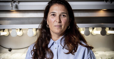 Como a batata pode ajudar a desvendar os segredos da cortiça?