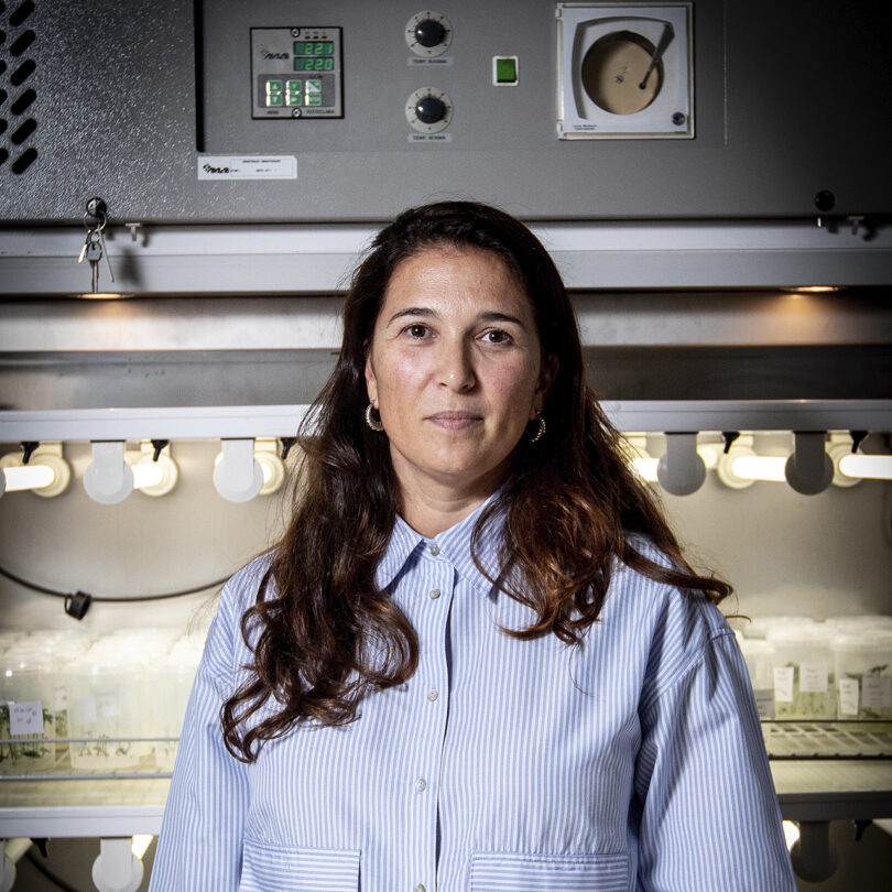 Como a batata pode ajudar a desvendar os segredos da cortiça?