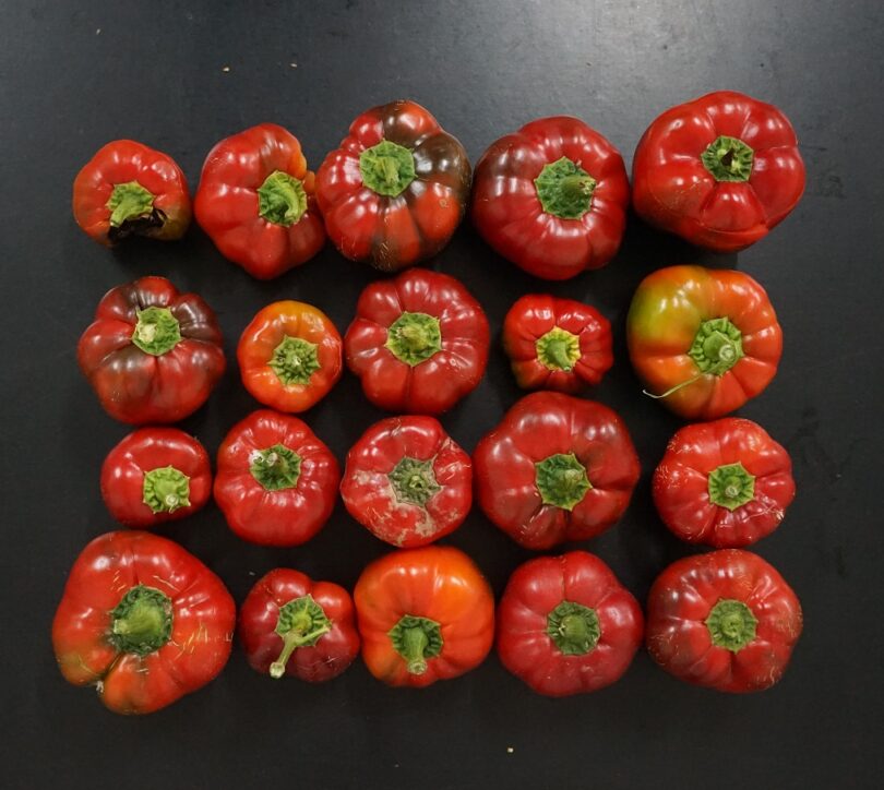 Agrária de Coimbra duas novas variedades de sementes próprias