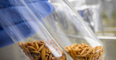 Do rótulo ao ADN: Novas ferramentas identificam variedades e detetam fraudes no arroz